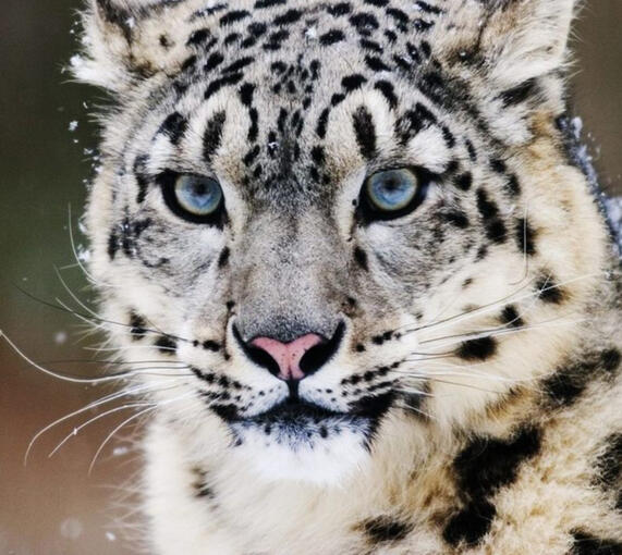 Snow Leopardkin